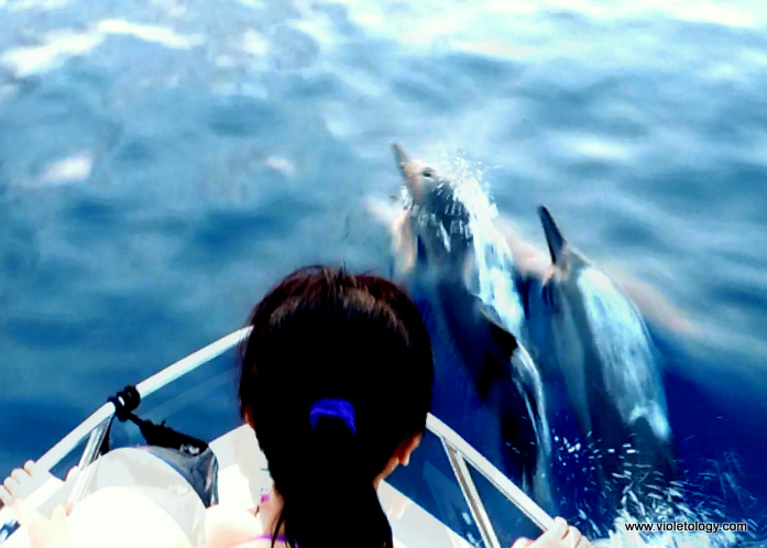 dolphinemaldives (10)