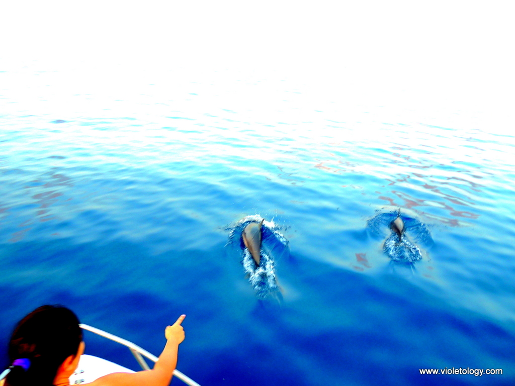 dolphinemaldives (6)