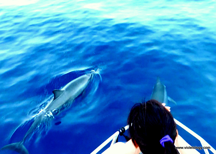 dolphinemaldives (7)
