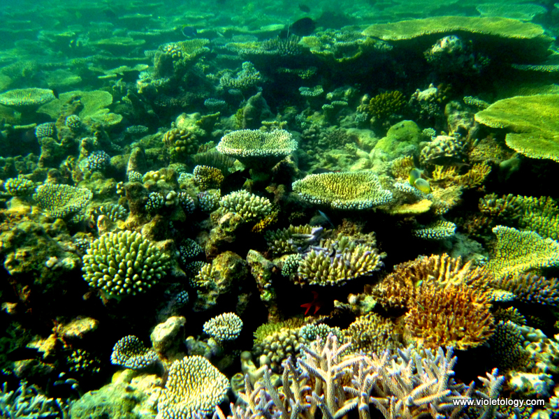 Snorkelmaldives (21)