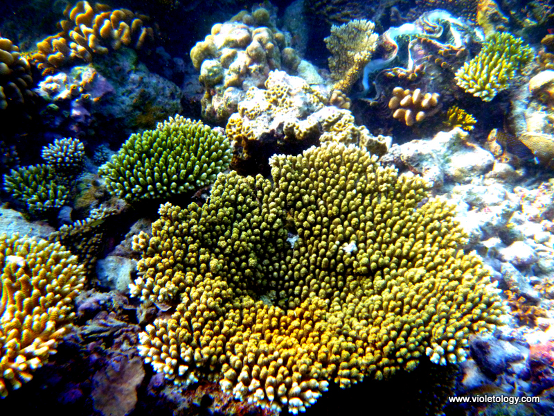 Snorkelmaldives (24)