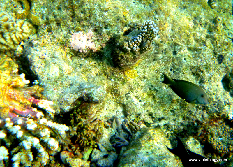 Snorkelmaldives (28)