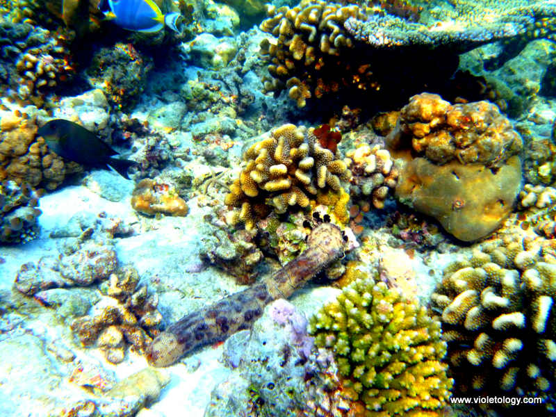 Snorkelmaldives (33)