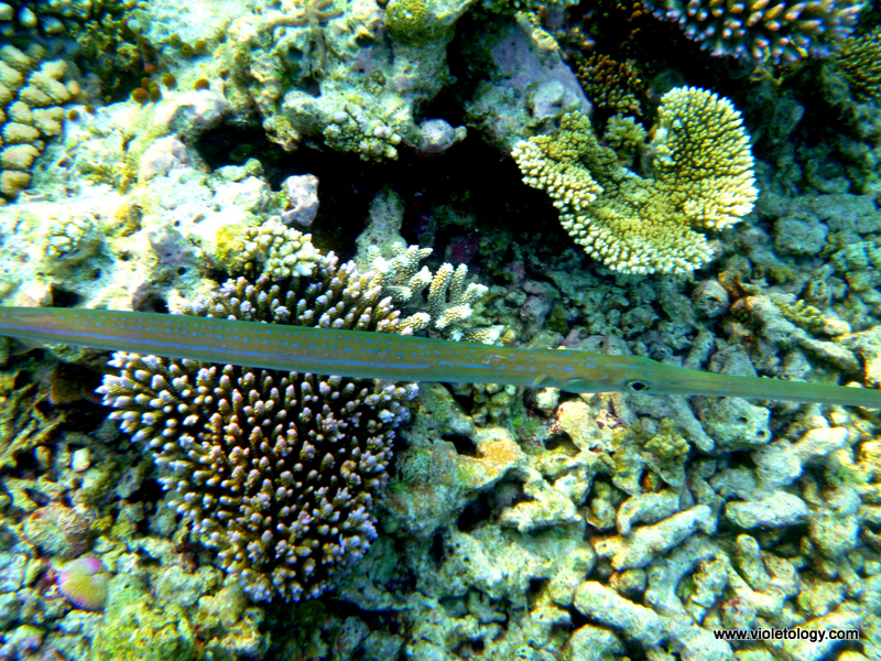 Snorkelmaldives (35)