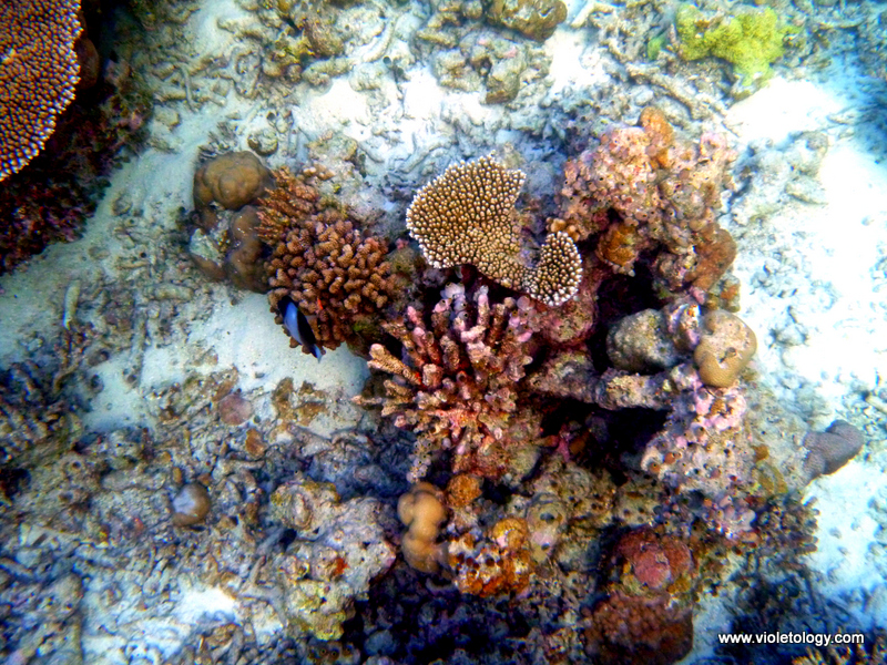 Snorkelmaldives (36)