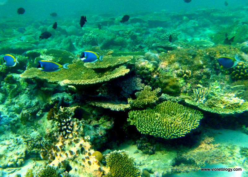 Snorkelmaldives (37)