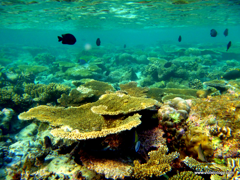 Snorkelmaldives (38)