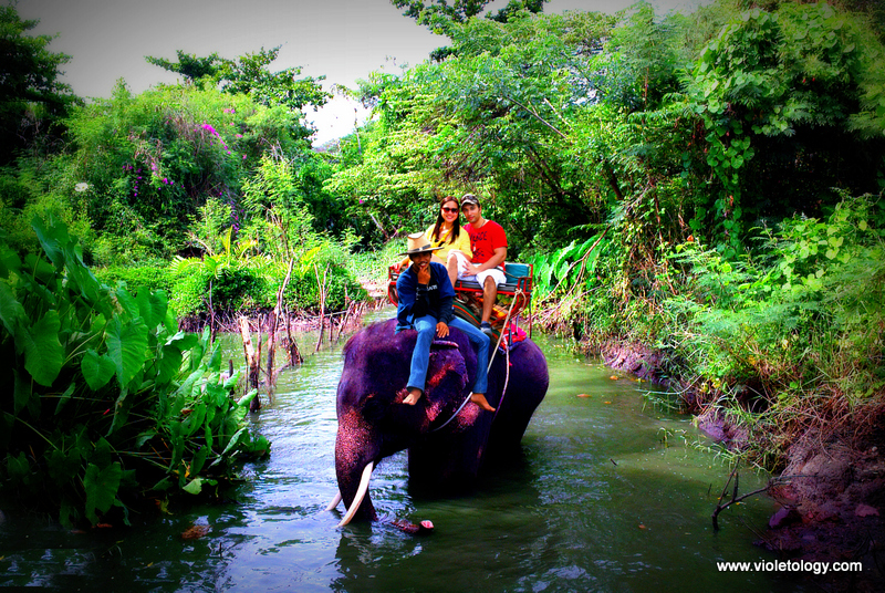 bangkok elephant (11)