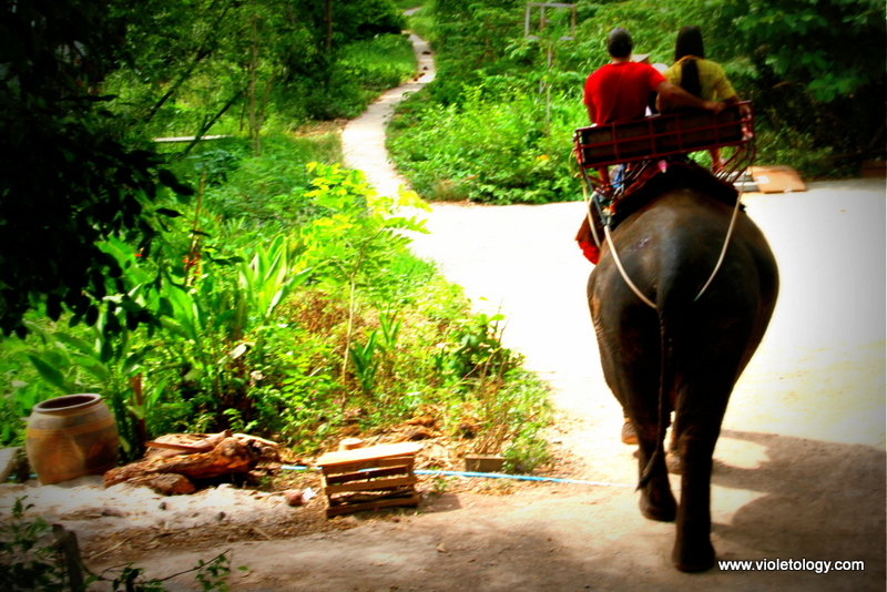 bangkok elephant (5)
