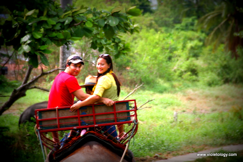 bangkok elephant (6)