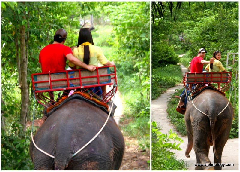 bangkok elephant (7)