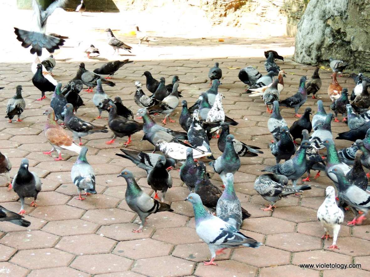 Kuala-Lumpur-Batu-Caves (29)