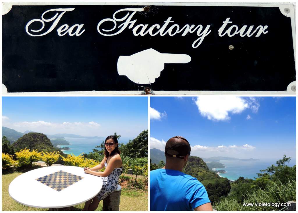 seychelles-tea-factory (5)