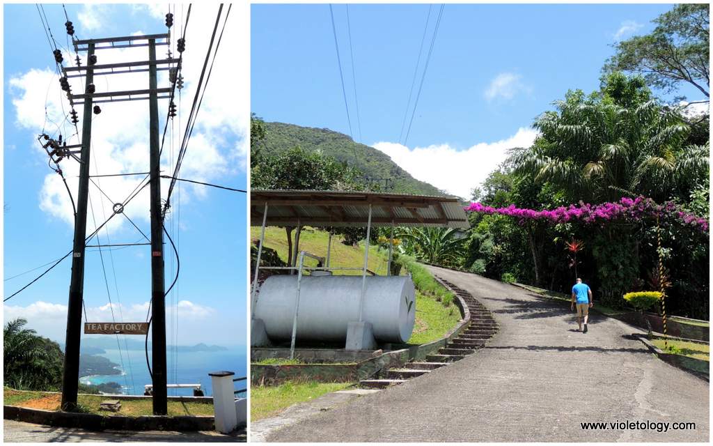 seychelles-tea-factory (9)