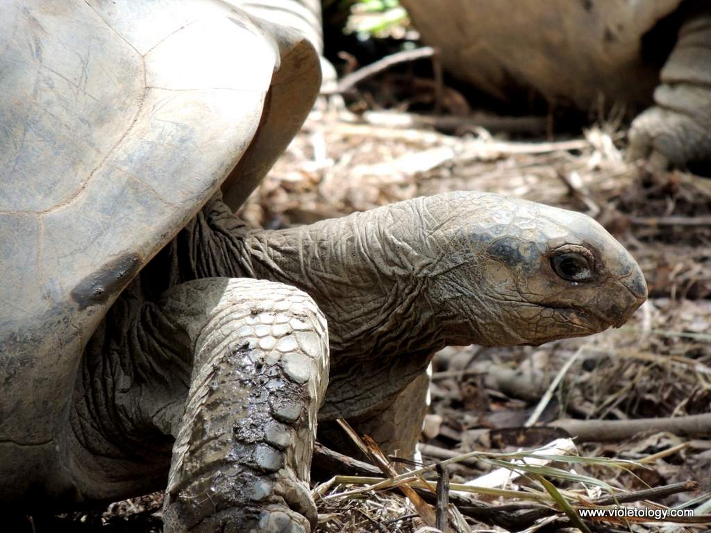 seychelles-turtles (6)