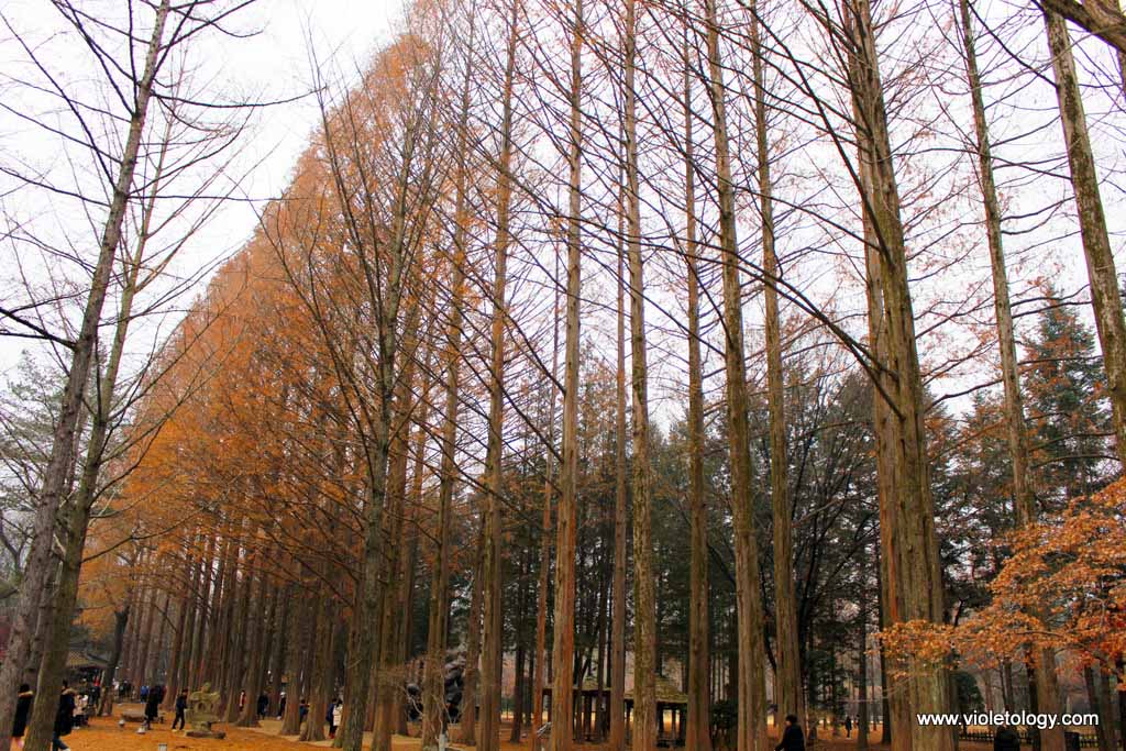 nami island south korea