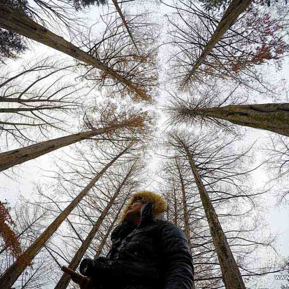 nami island south korea