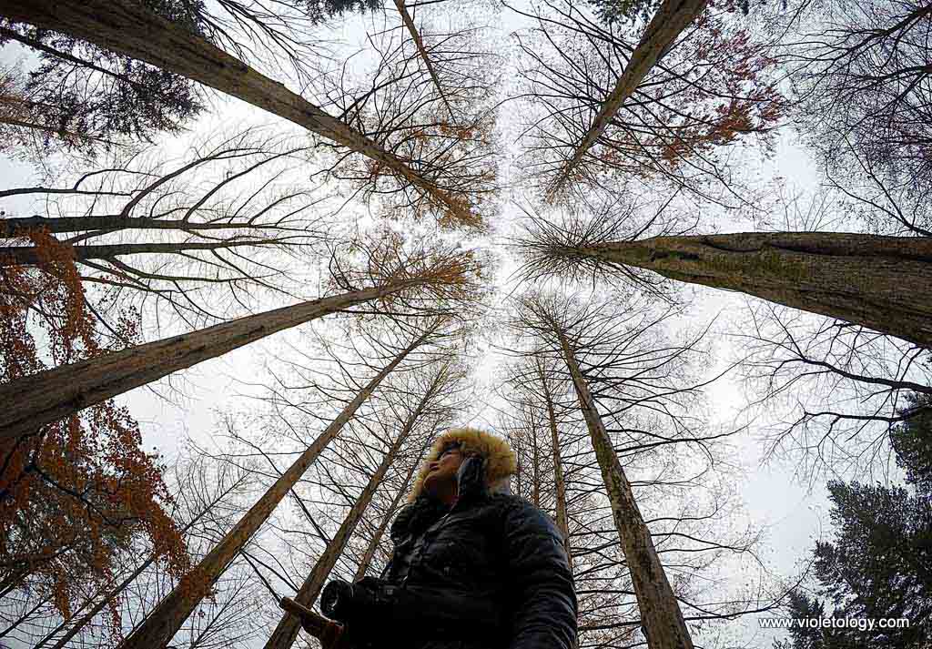 nami island south korea