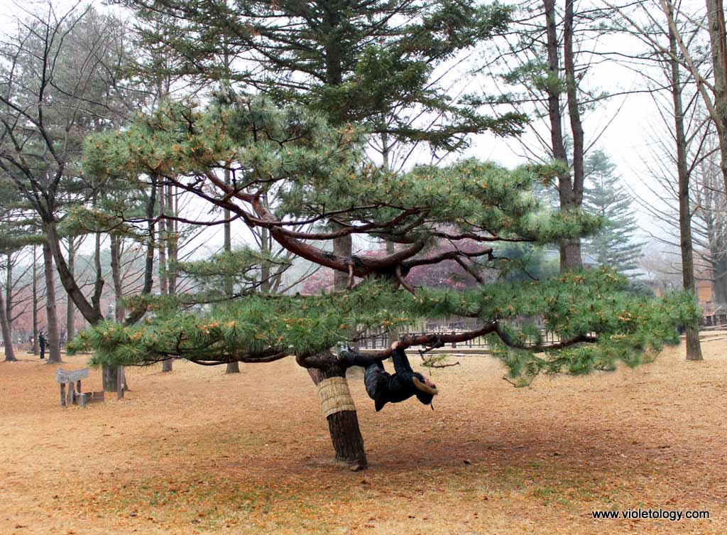 nami island south korea