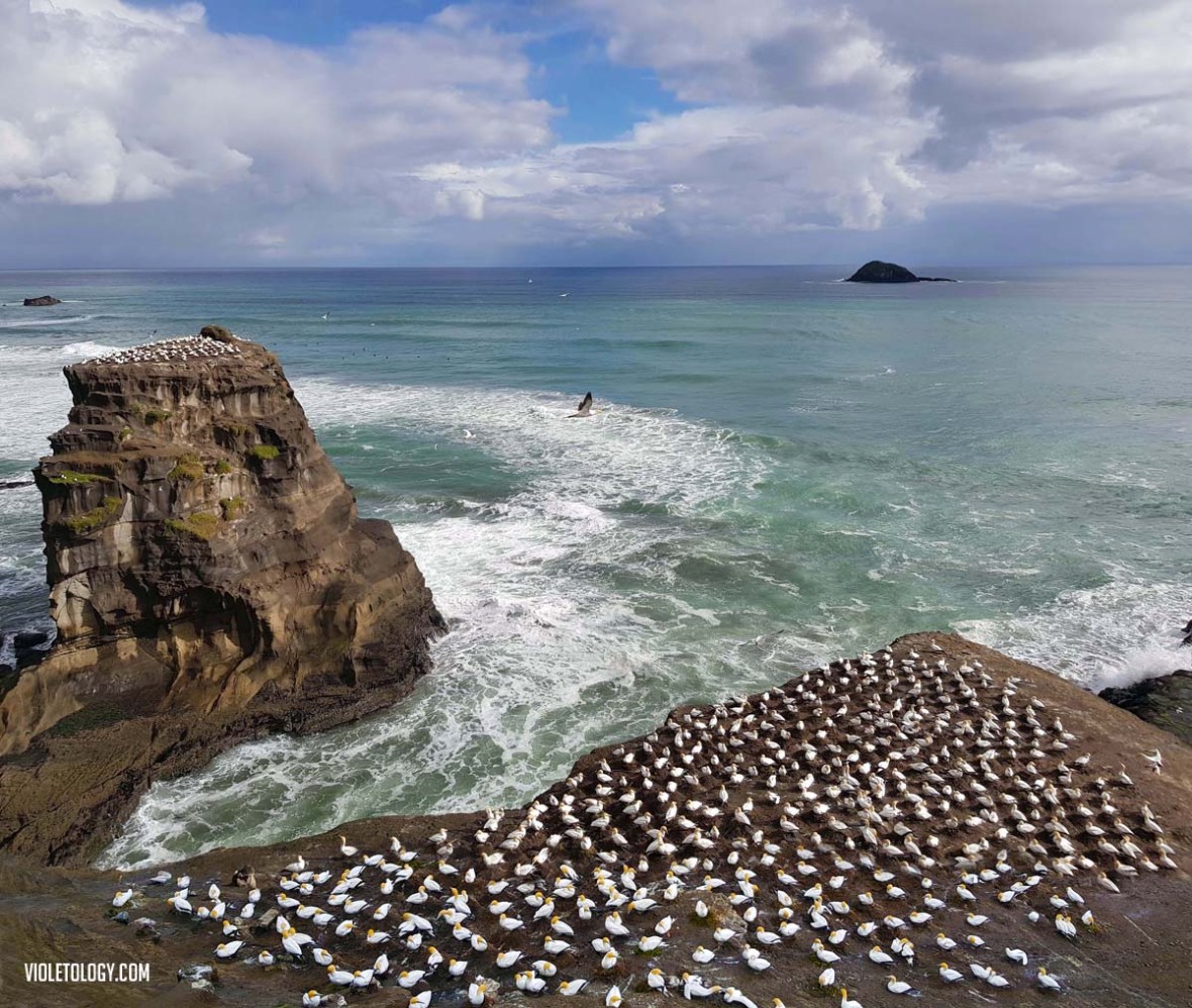 muriwai gannet colony new zealand