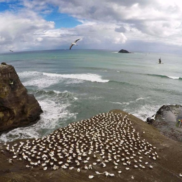 muriwai gannet colony new zealand