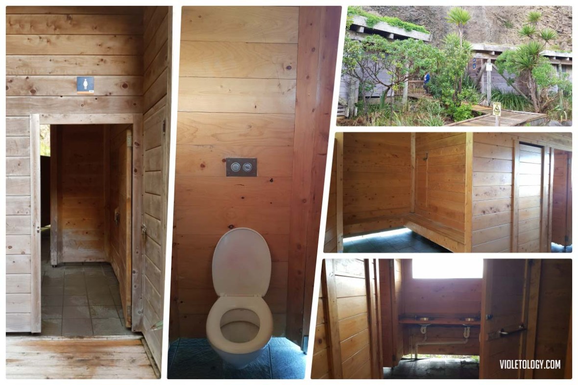 muriwai gannet colony new zealand