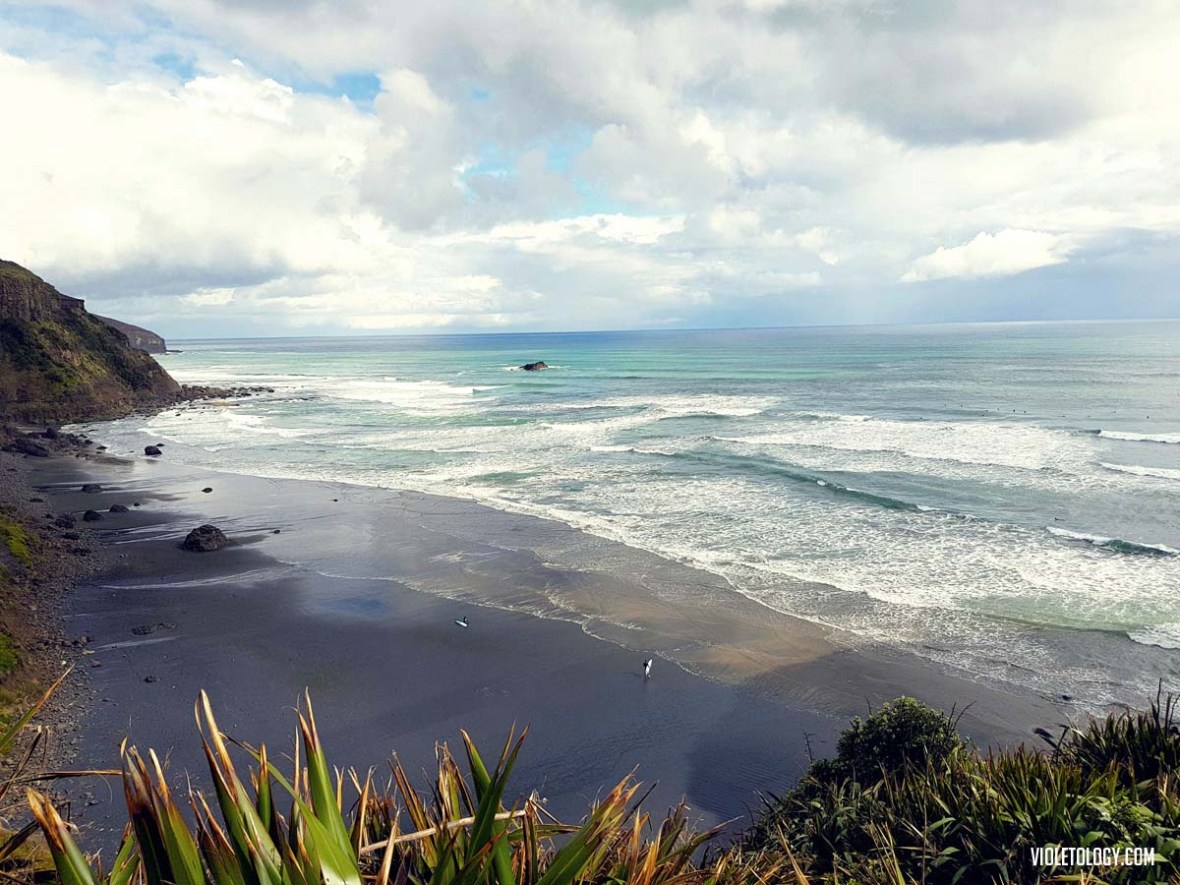 muriwai gannet colony new zealand