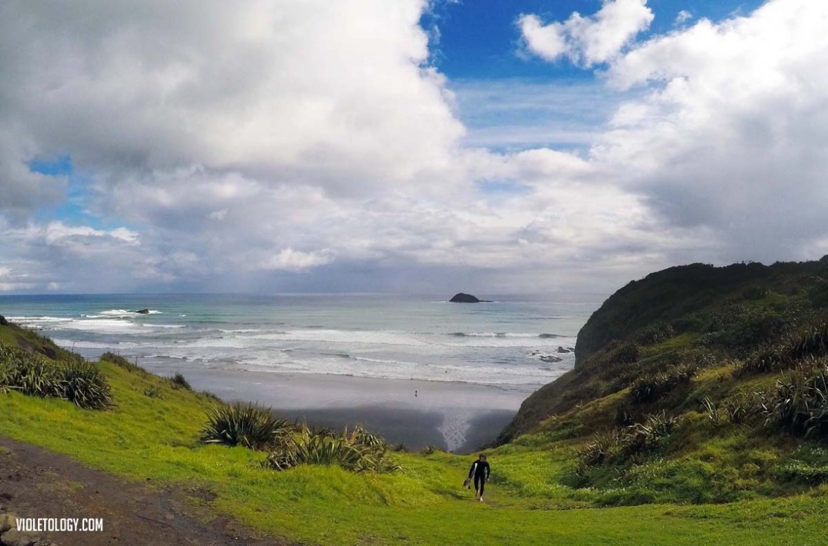 muriwai gannet colony new zealand