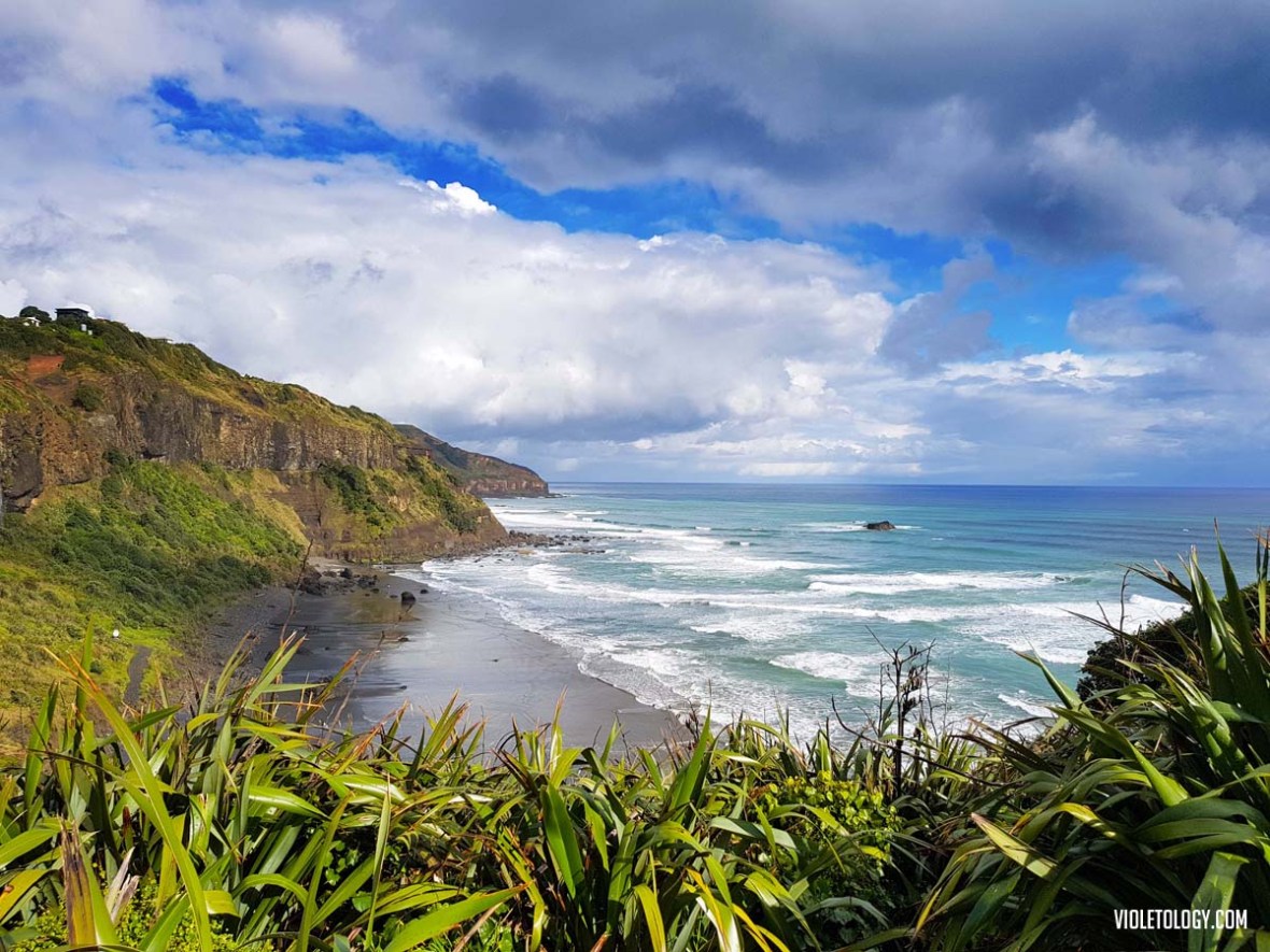 muriwai gannet colony new zealand