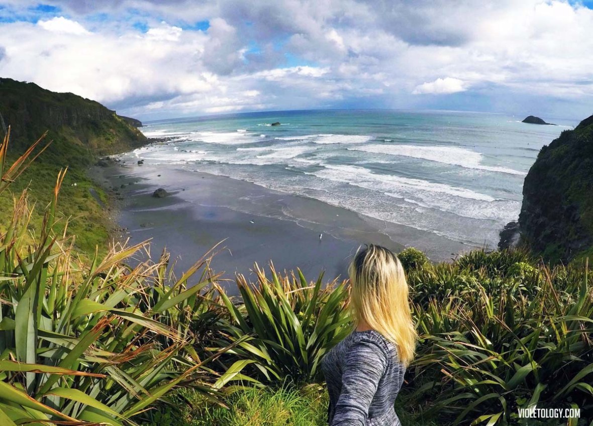 muriwai gannet colony new zealand