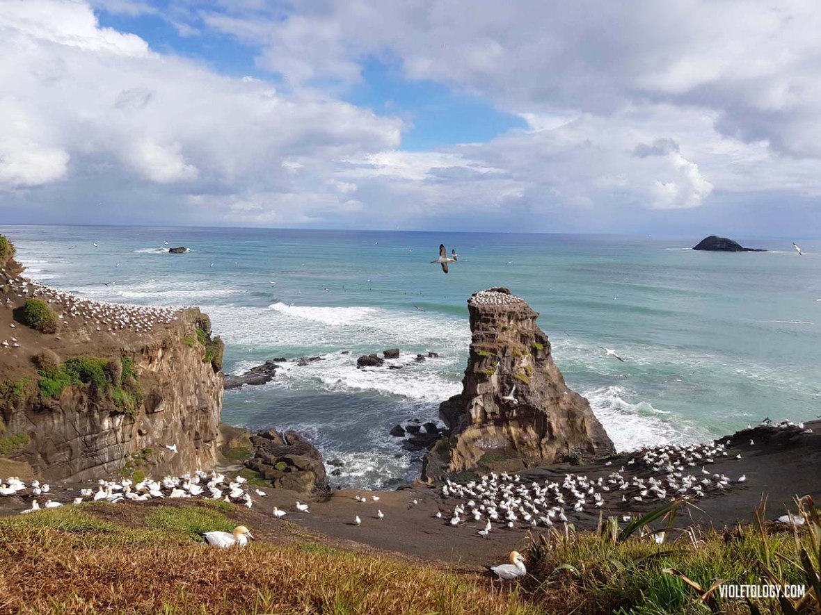muriwai gannet colony new zealand