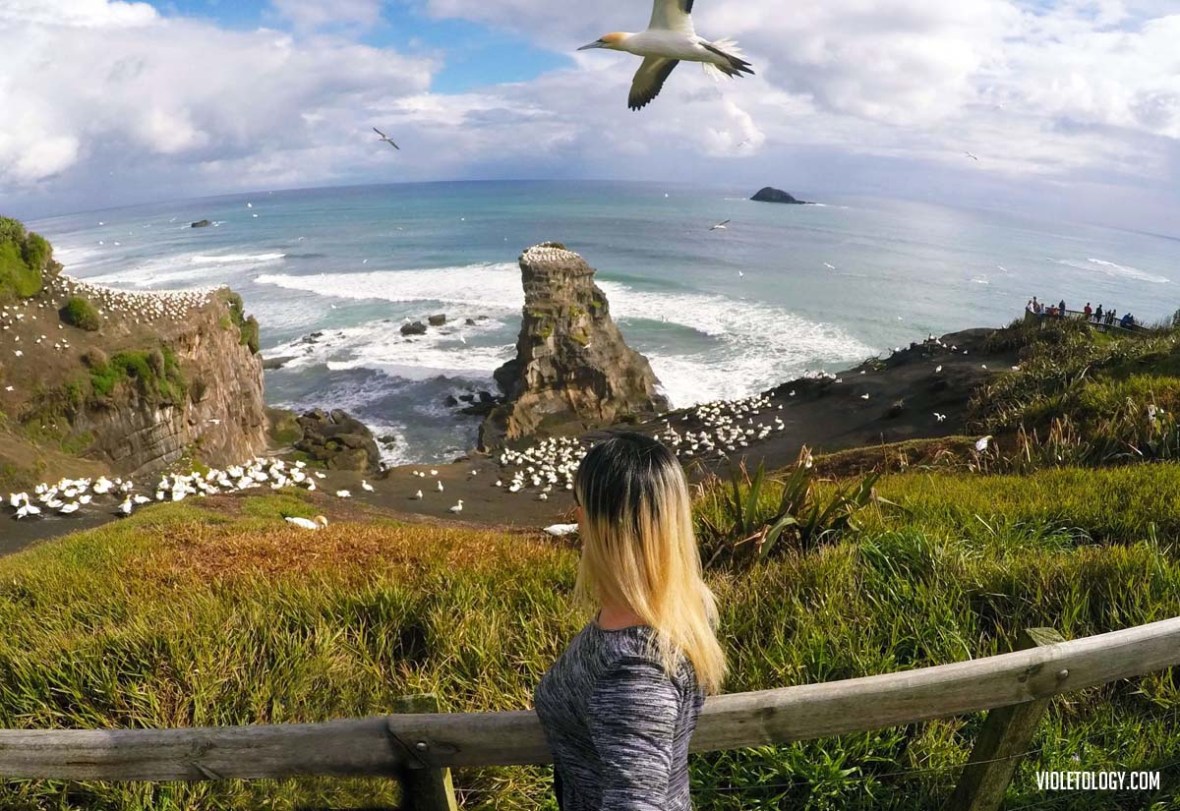 muriwai gannet colony new zealand