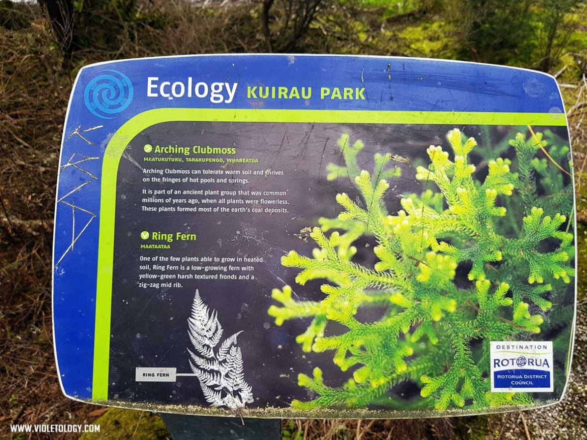 rotorua kuirau park