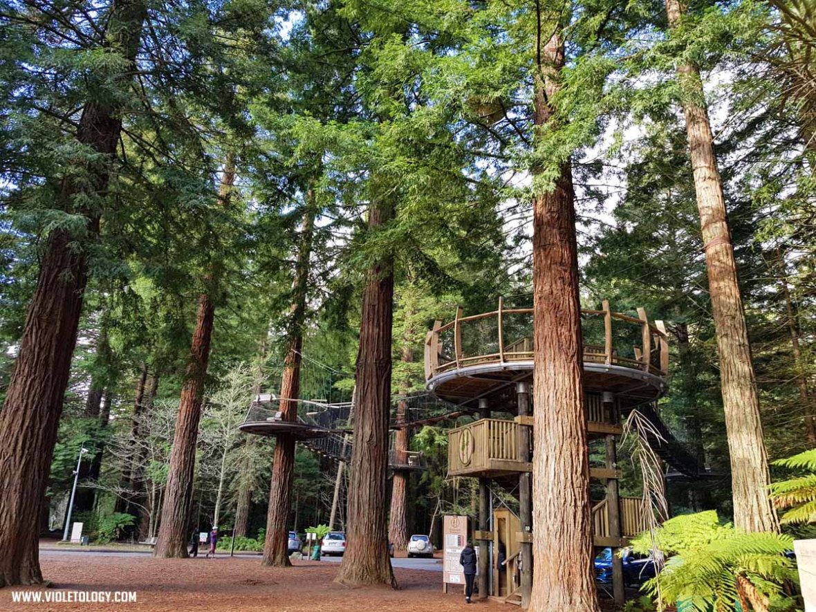 Rotorua The Redwoods Whakarewarewa Forest