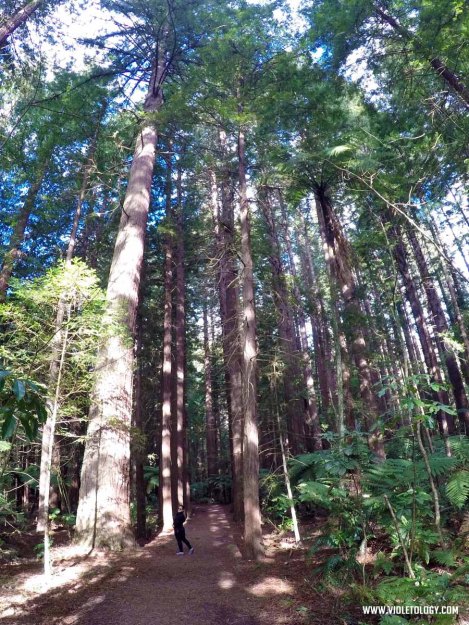 Rotorua The Redwoods Whakarewarewa Forest