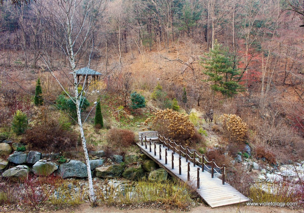 garden of morning calm