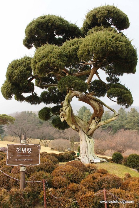 garden of morning calm