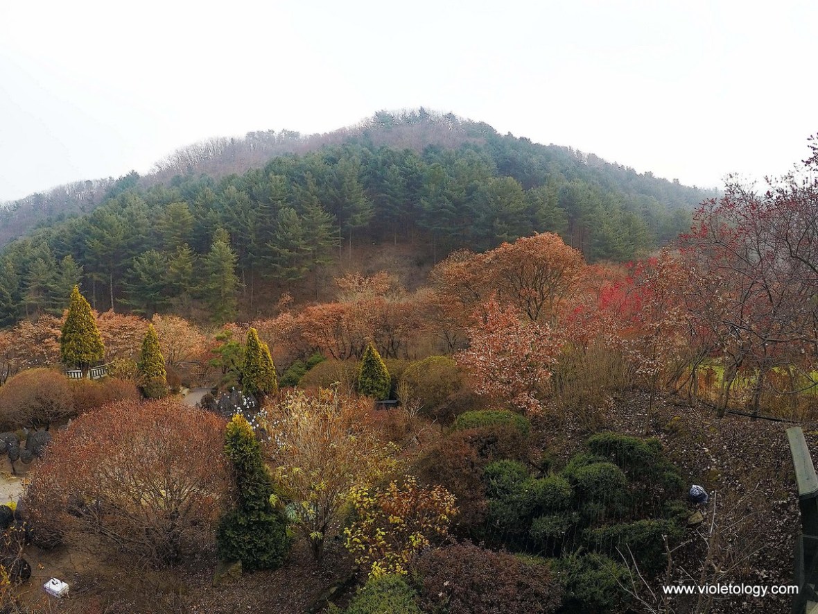 garden of morning calm