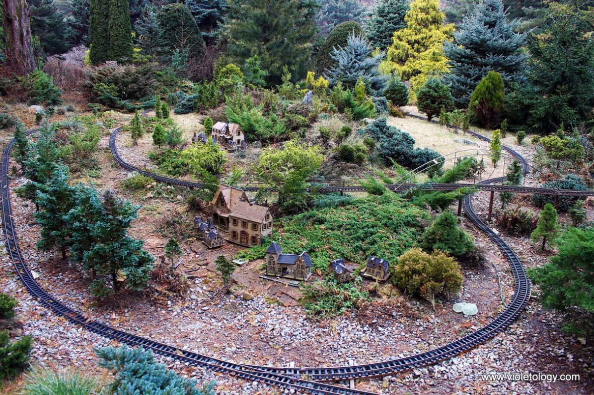 garden of morning calm conifer garden