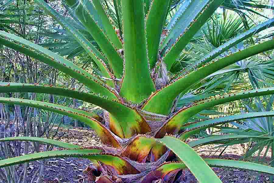 paragliding keningau sabah borneo malaysia